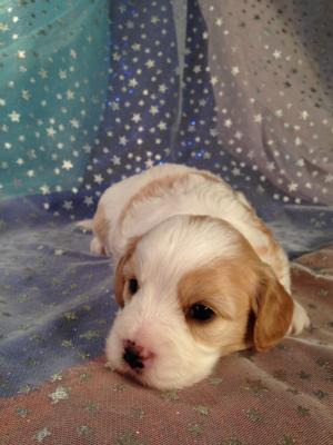 Male cavachon Puppy for sale in Iowa.  Orange and White Markings with the Best Baby Face. 